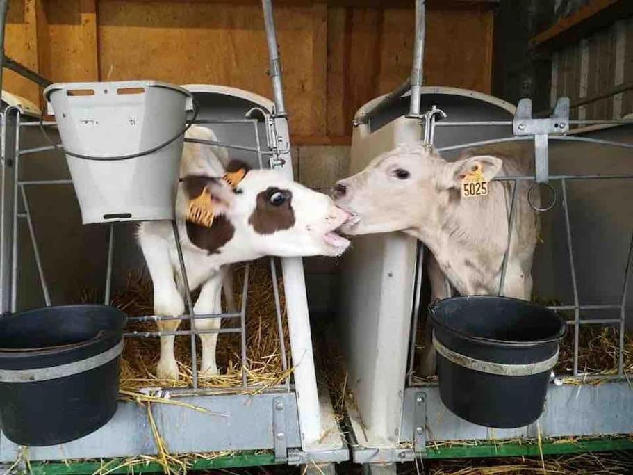 Gite Ferme Cidricole Et Laitiere Villa Magny-le-Desert Esterno foto