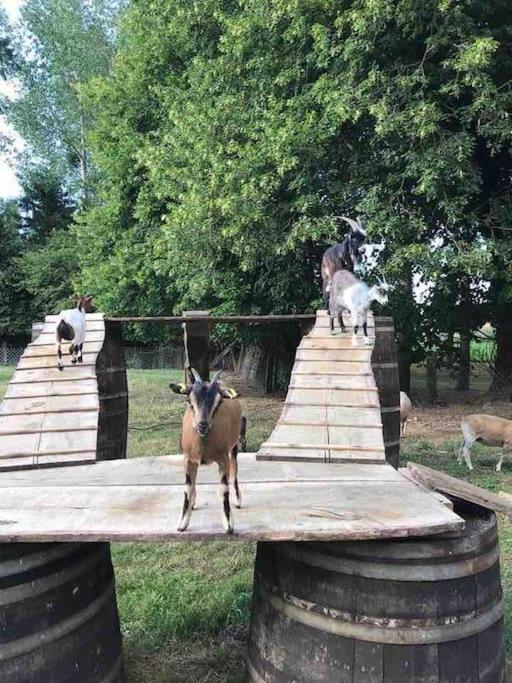 Gite Ferme Cidricole Et Laitiere Villa Magny-le-Desert Esterno foto