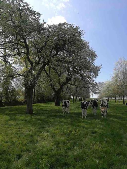 Gite Ferme Cidricole Et Laitiere Villa Magny-le-Desert Esterno foto