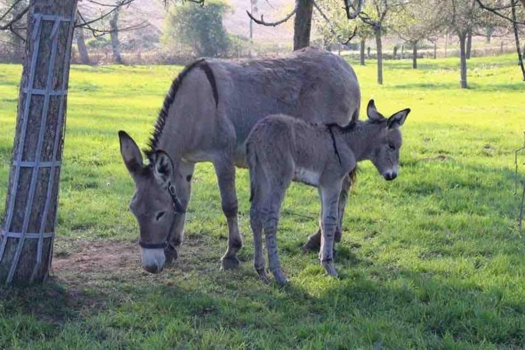 Gite Ferme Cidricole Et Laitiere Villa Magny-le-Desert Esterno foto